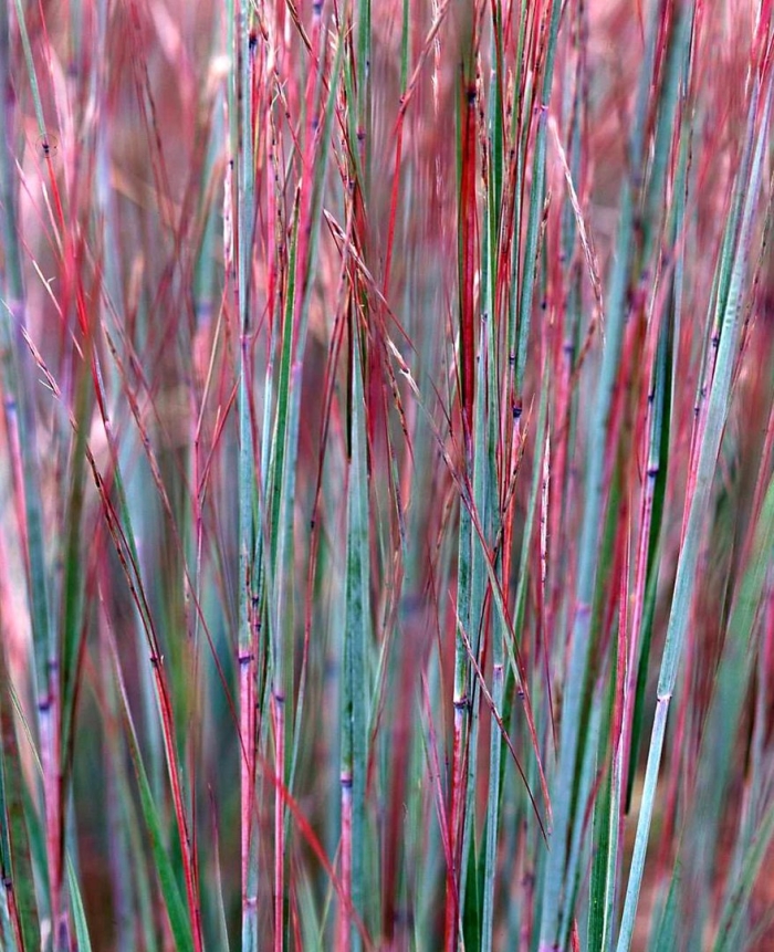 Императа цилиндрическая red baron