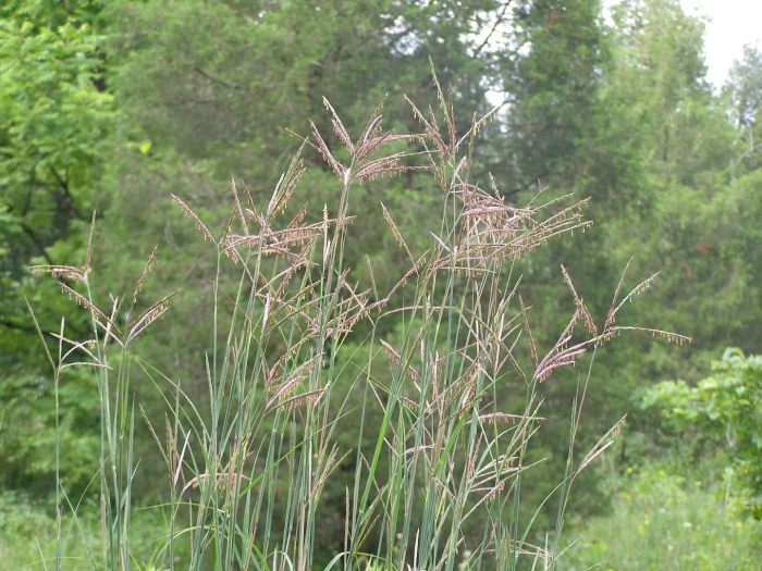 Андропогон бородач жерарда