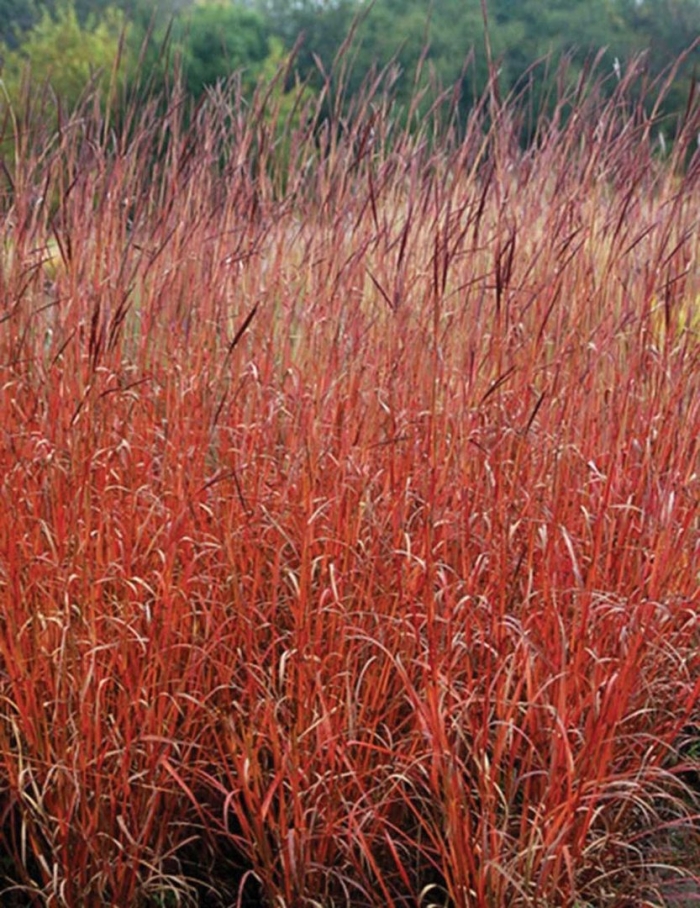 Императа цилиндрическая ред барон