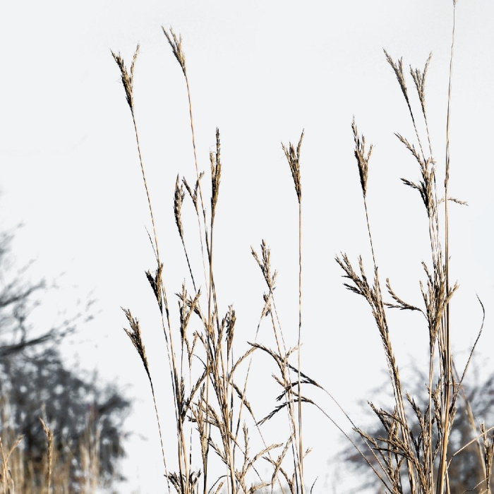 Сухая трава