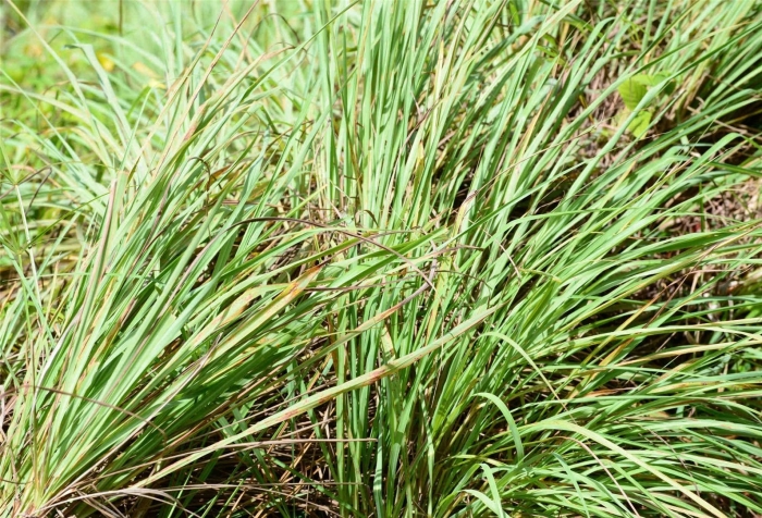 Осока резун