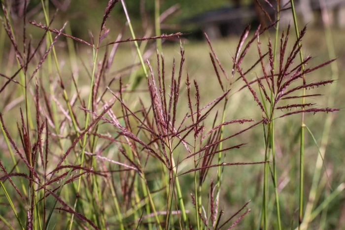 Andropogon ischaemum