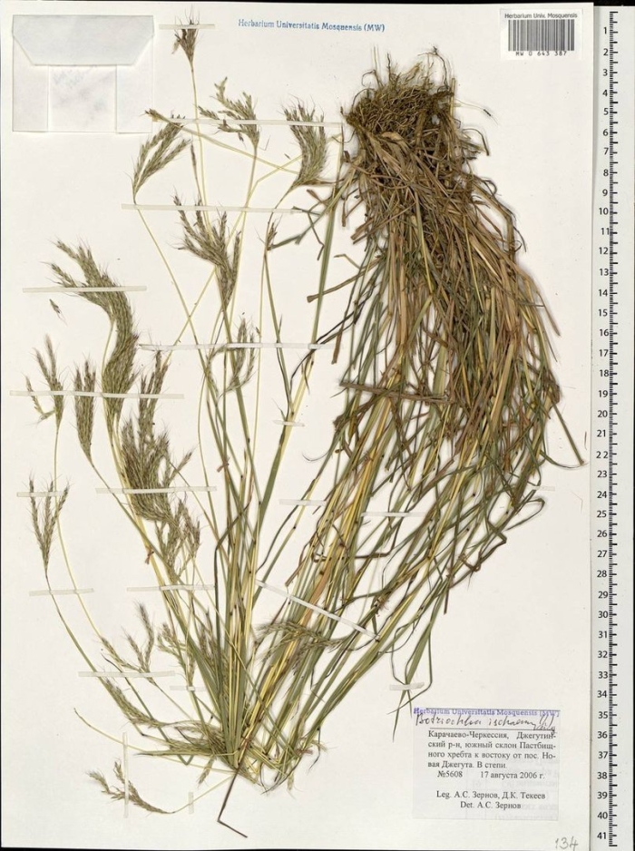 Овсяница овечья festuca ovina