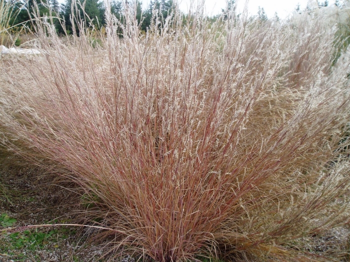 Schizachyrium scoparium