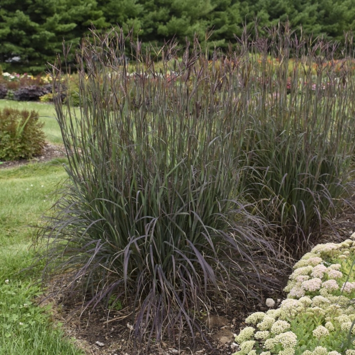 Perennial grass