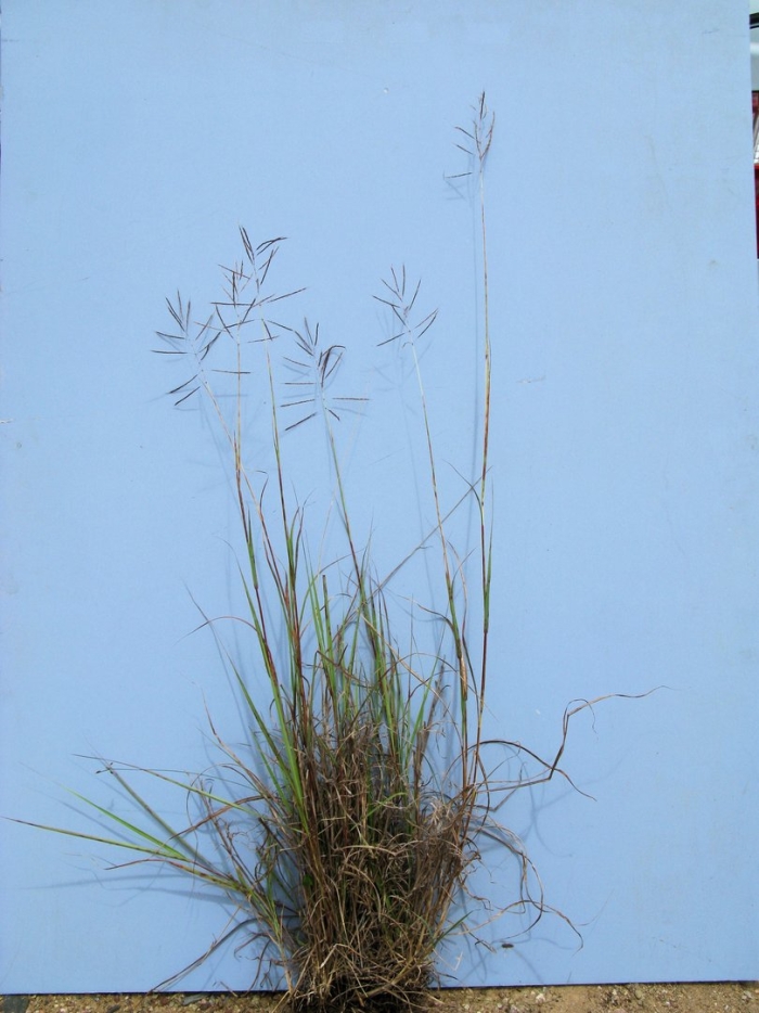 Eragrostis curvula