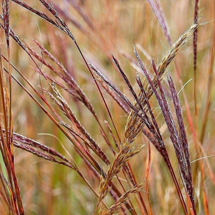 Miscanthus sinensis