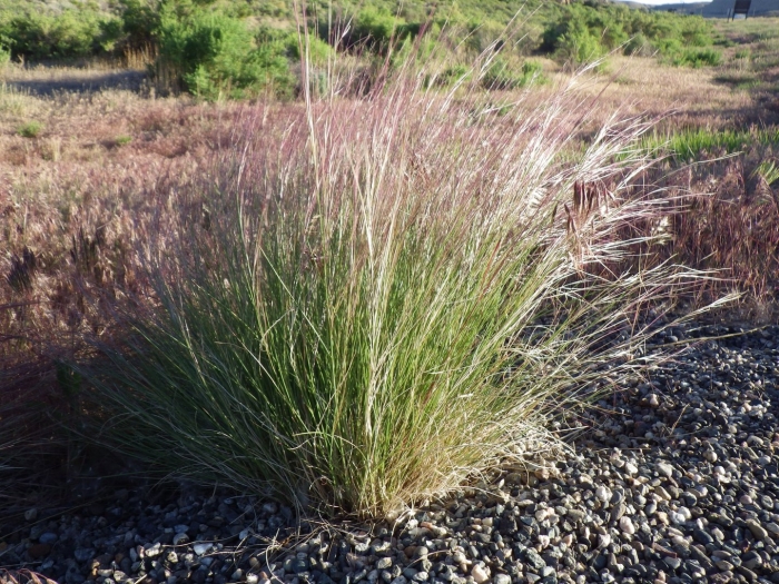 Aristida purpurea var longiseta