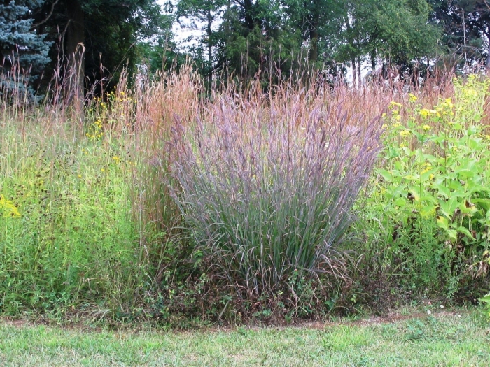 Panicum virgatum