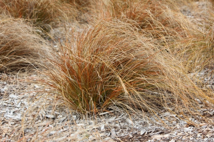 Осока волосовидная