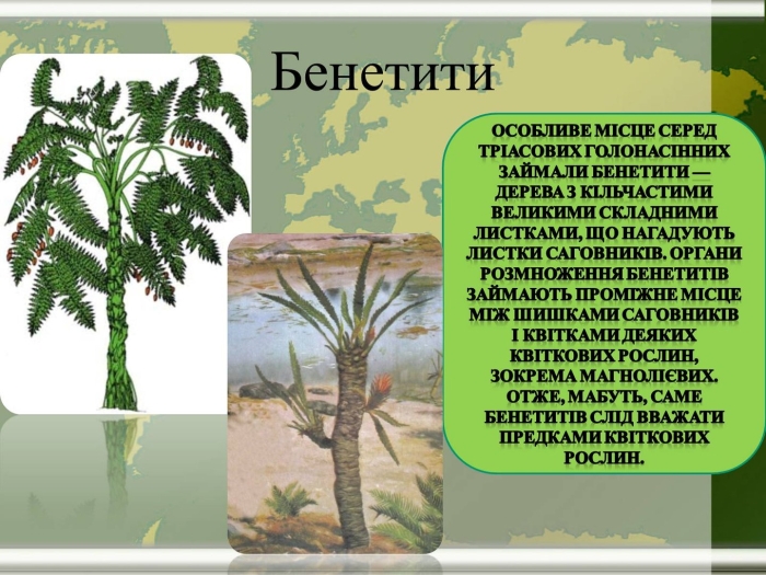 Медуллоза ноэ семенной папоротник