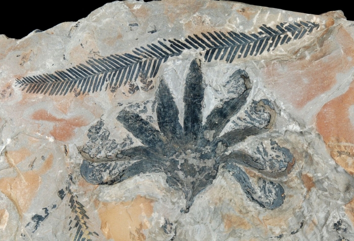 Беннеттитовые растения юрского периода