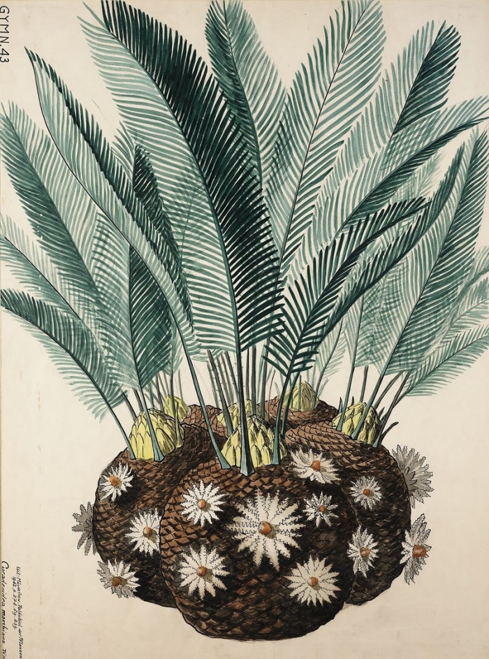 Беннеттитовые голосеменные растения