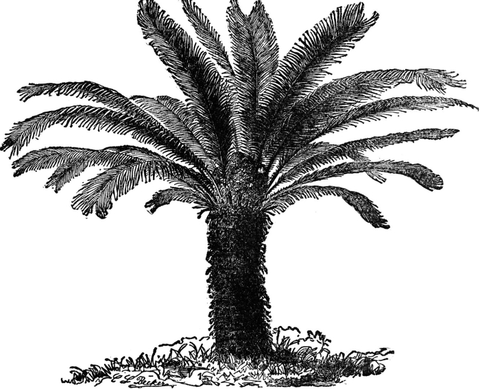 Финиковая пальма рисунок