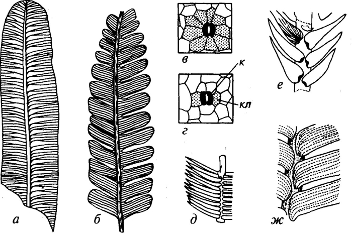 Беннеттиты голосеменные