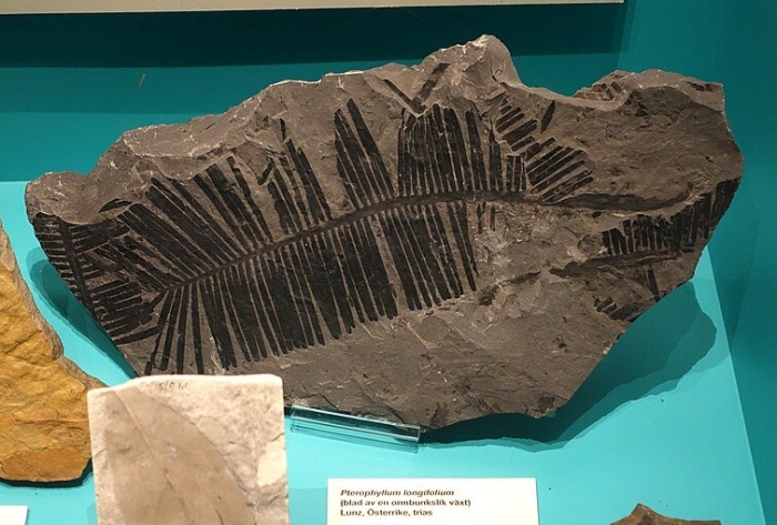 Семенные папоротники окаменелости