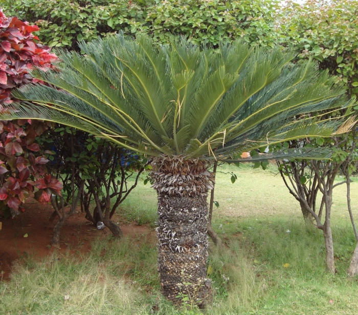 Саговник саговая пальма