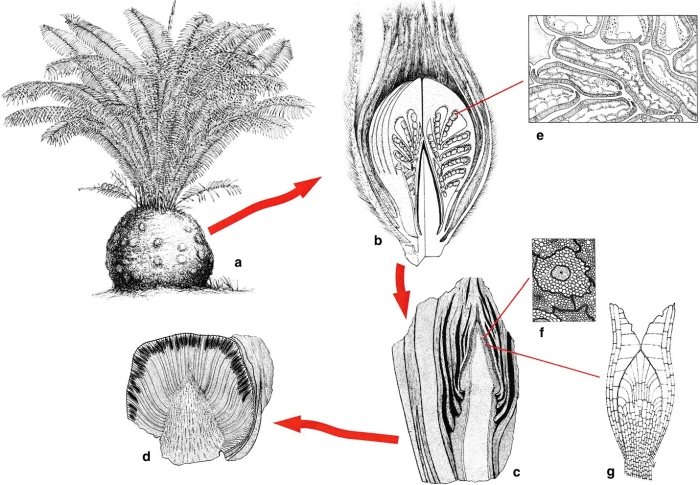 Семенной папоротник