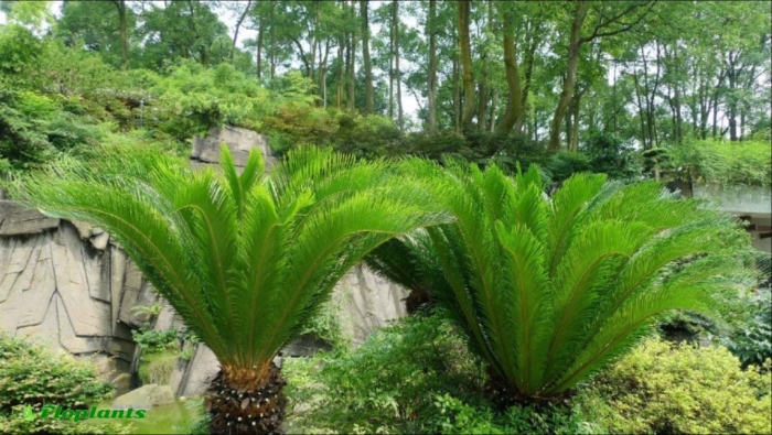 Cycas revoluta