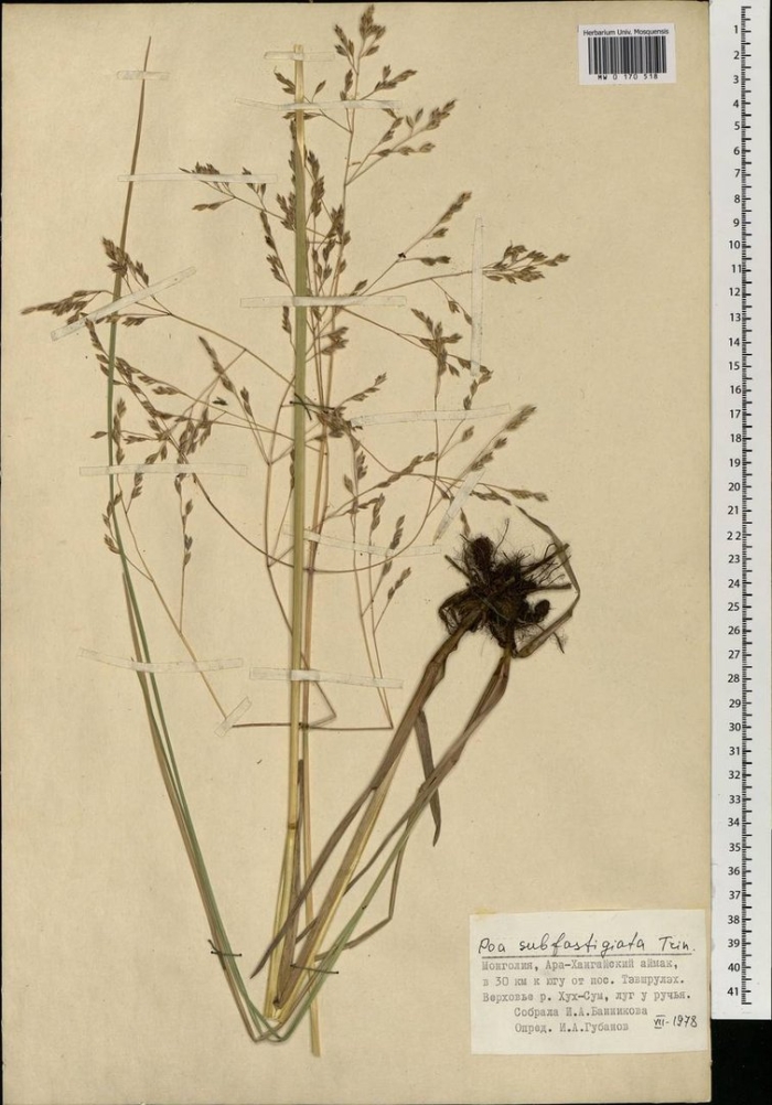 Мятлик луговой poa pratensis