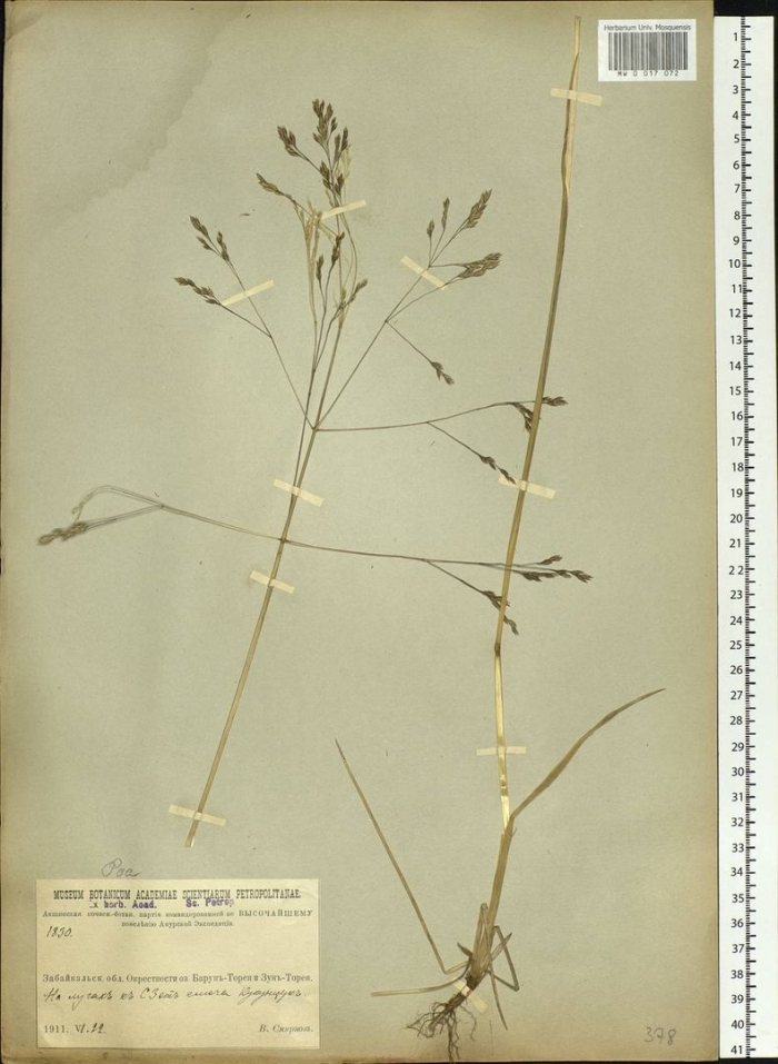 Арктомятлик широкометельчатый