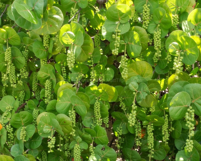 Морской виноград кокколоба