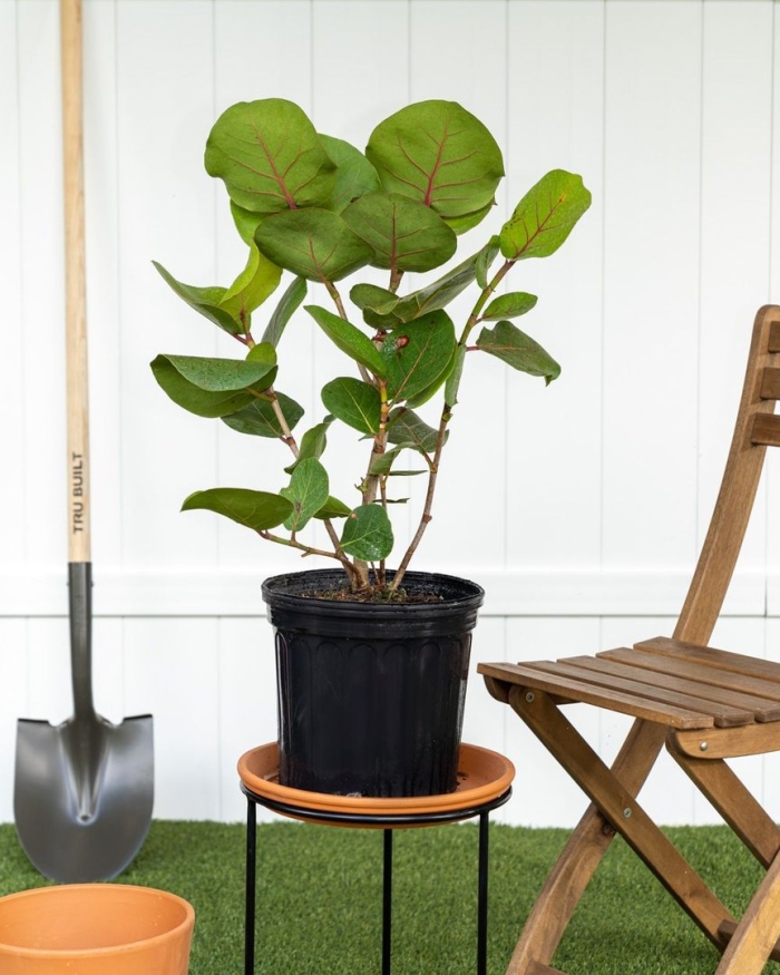 Фикус кокколоба