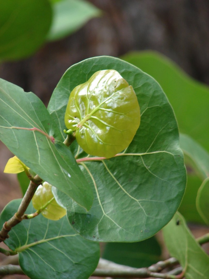 Фикус кокколоба