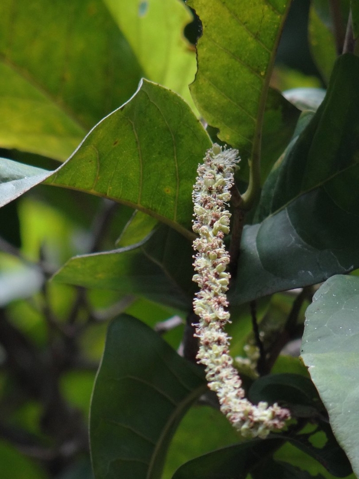 Phytolacca acinosa