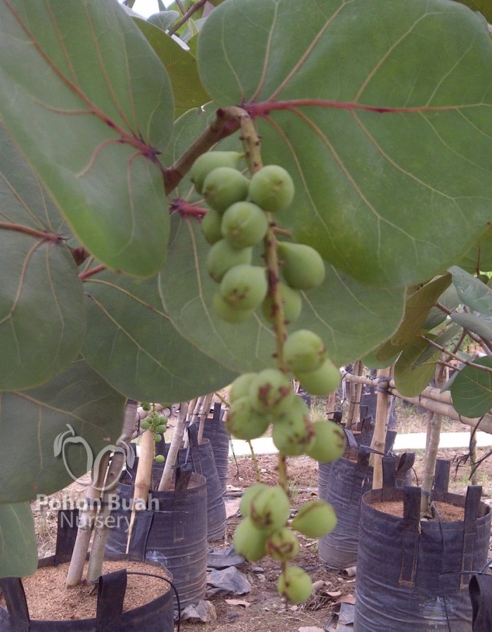 Морской виноград кокколоба