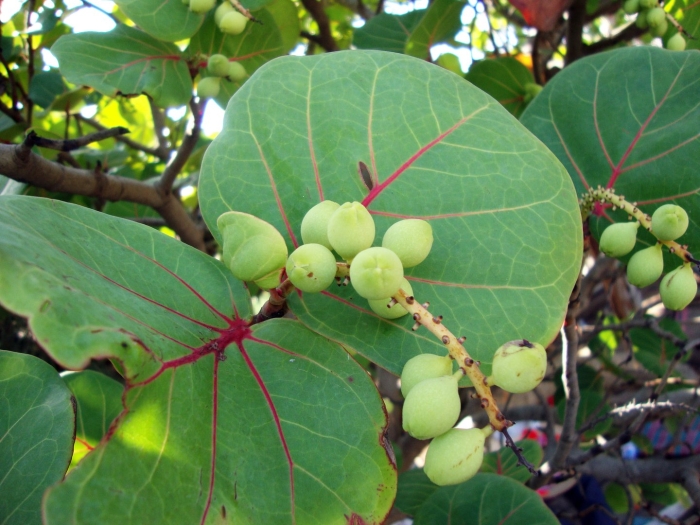 Coccoloba uvifera