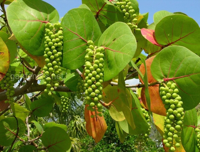 Coccoloba uvifera