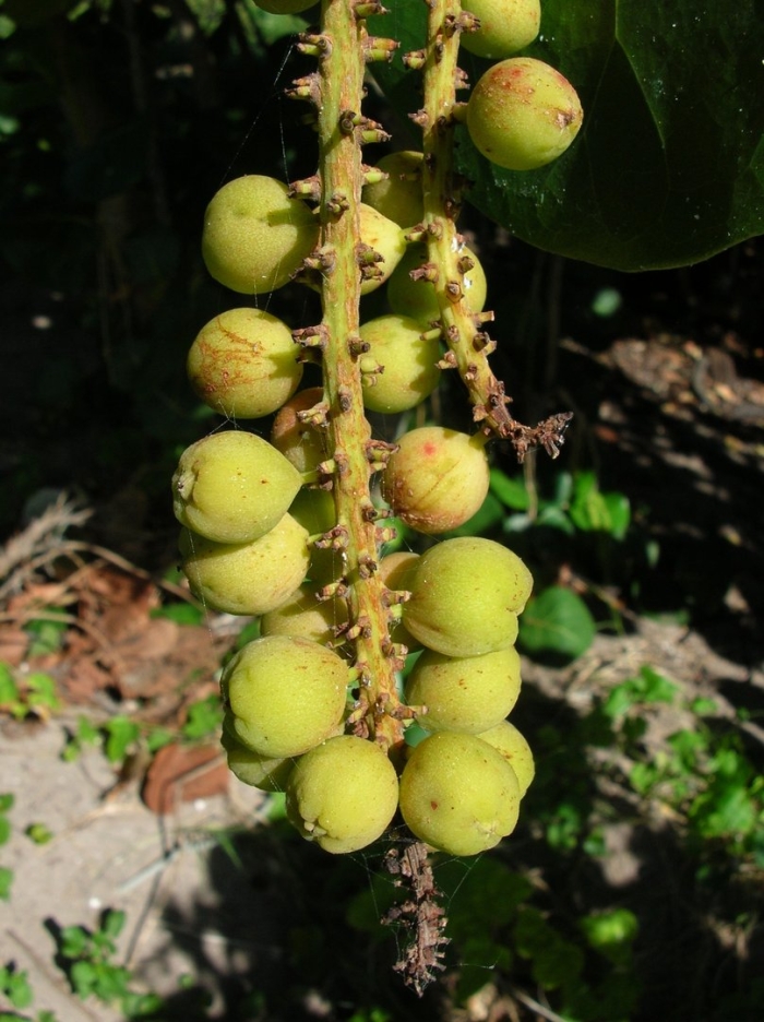 Coccoloba uvifera