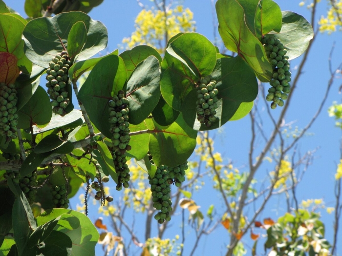 Морской виноград кокколоба