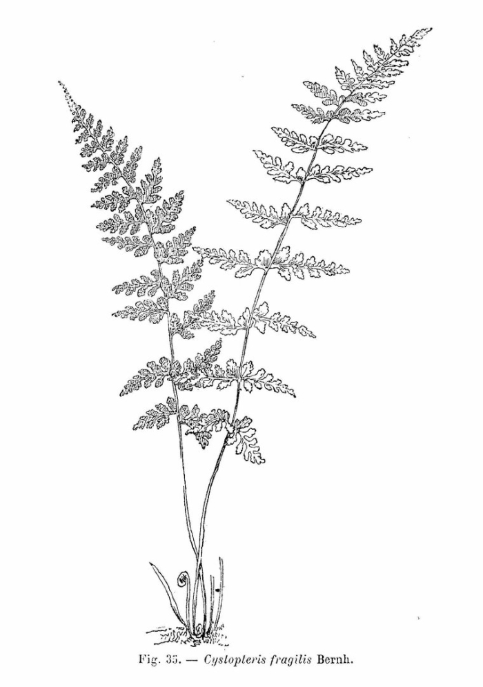 Папоротник пузырник ломкий