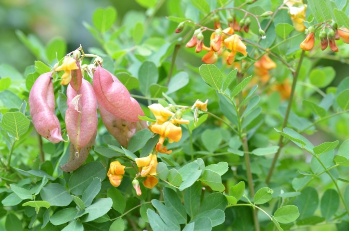 Indigofera colutea