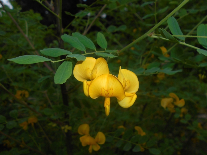 Пузырник растение