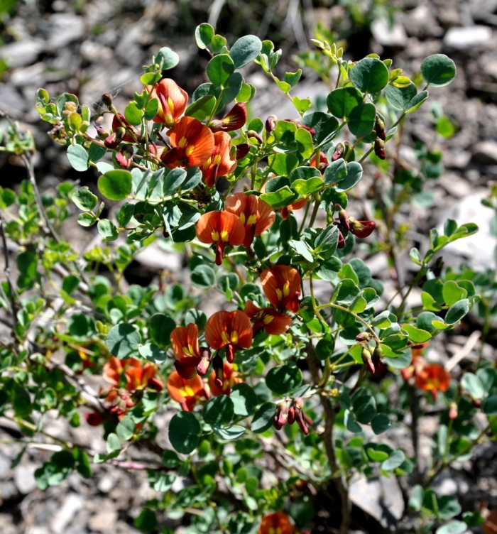 Пузырник киликийский