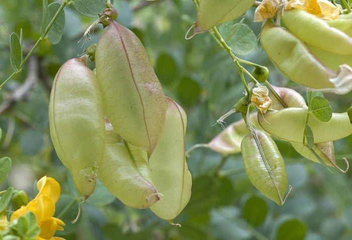 Пузырник восточный