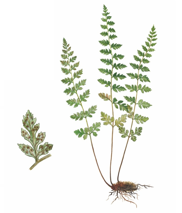 Пузырник ломкий