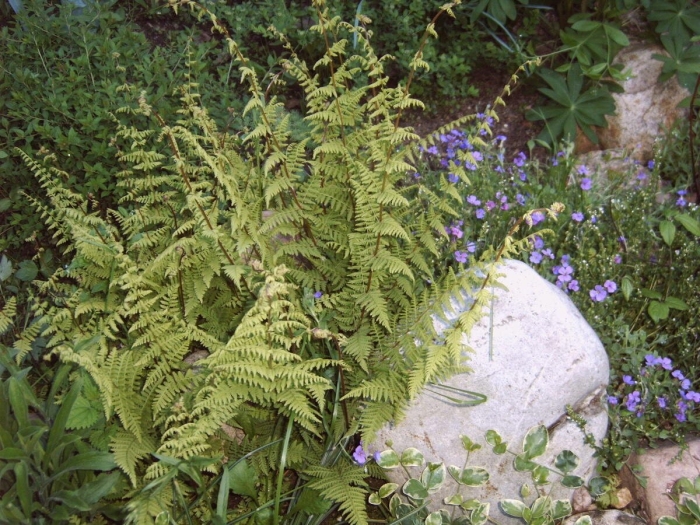Athyrium filix femina
