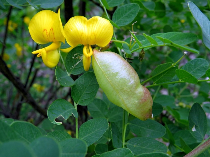 Crotalaria spectabilis