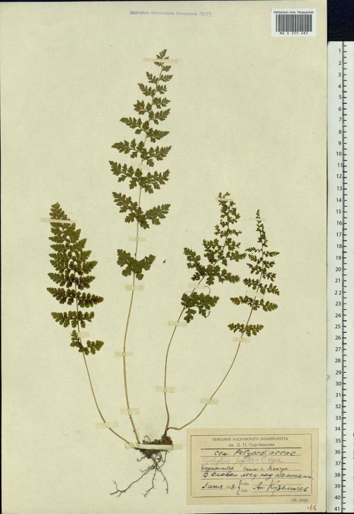 Cystopteris fragilis