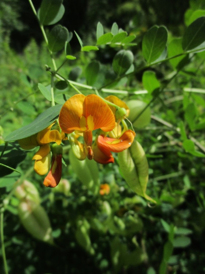 Пузырник кустарниковый