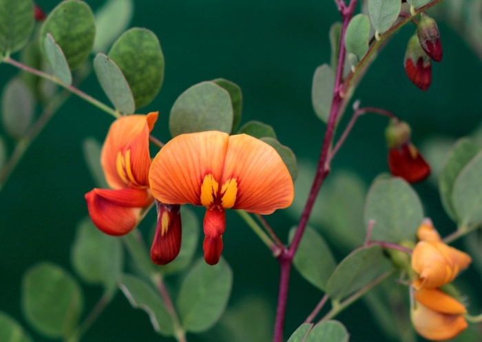 Пузырник средний