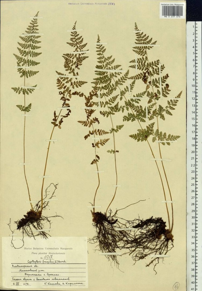 Пузырник судетский папоротник