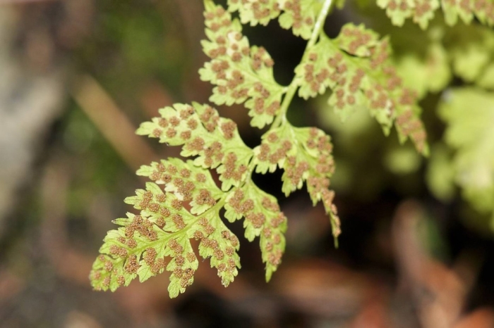 Пузырник папоротник