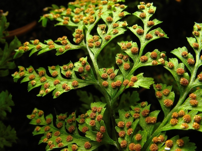 Цветет ли папоротник