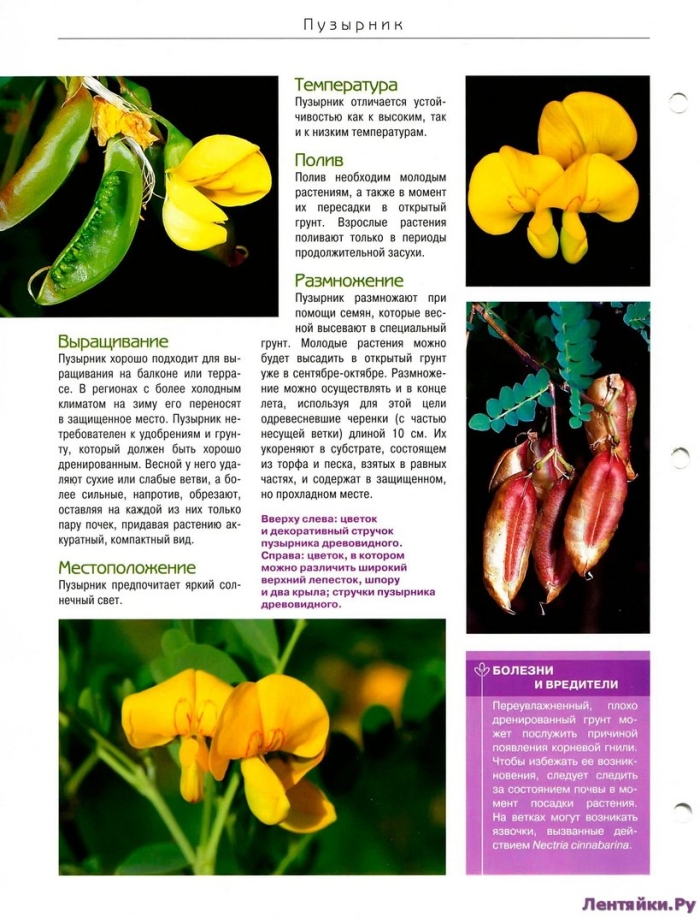 Садовое растение