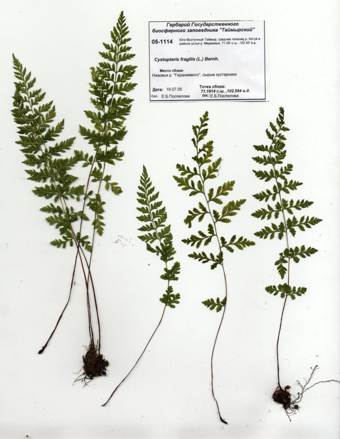 Пузырник судетский